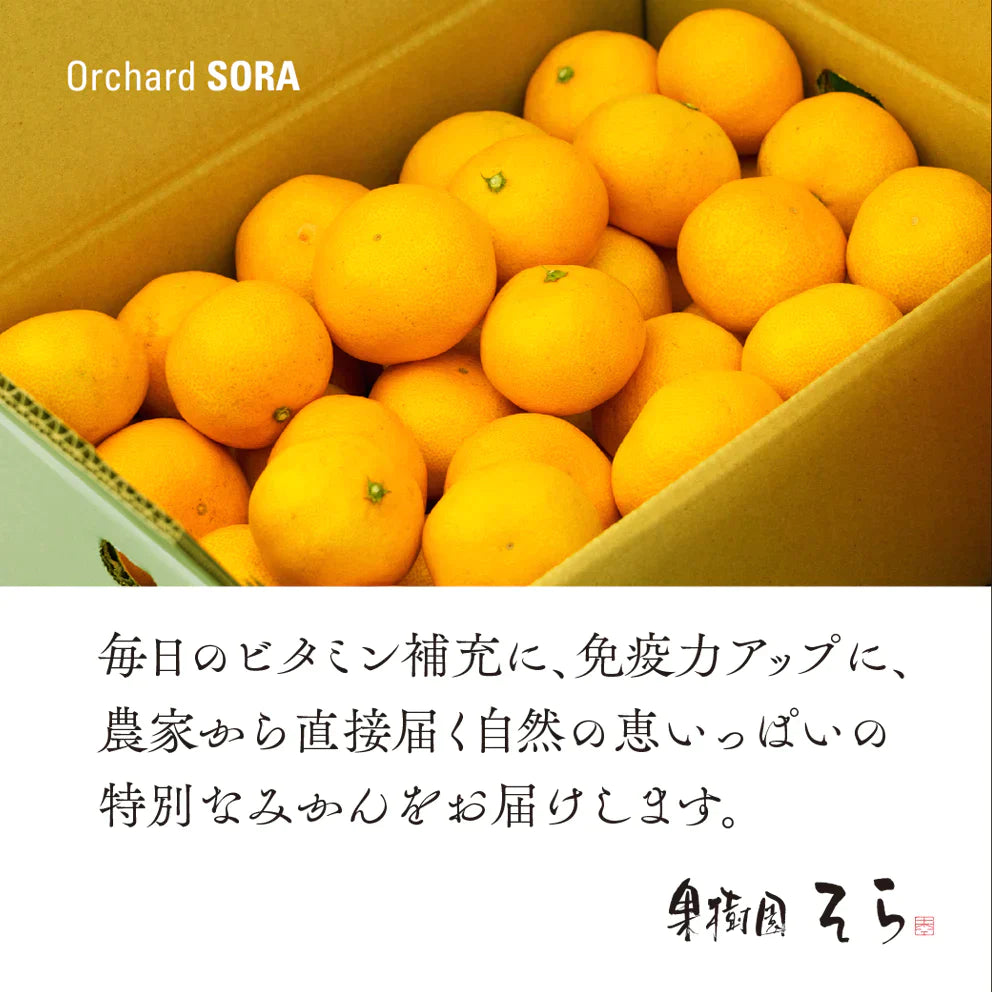 みかん 愛媛産/天空の果実/サイズ混合/訳あり 10kg