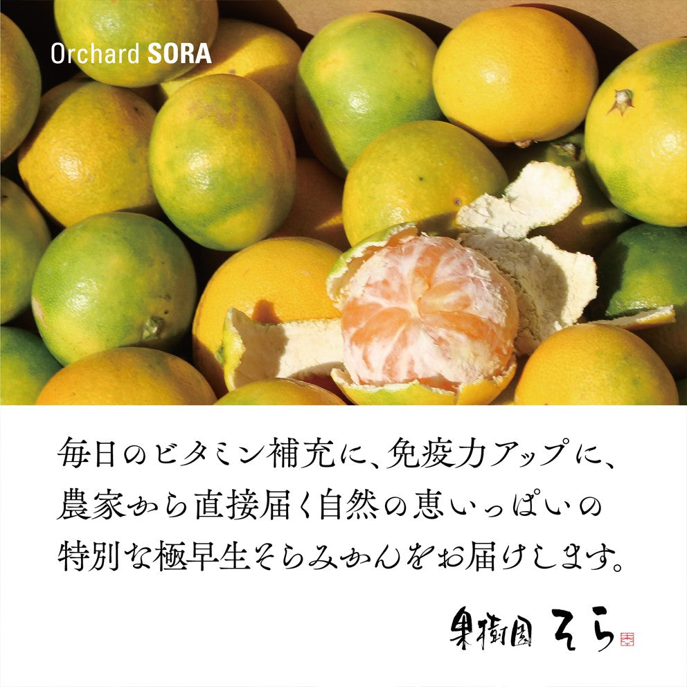 そらみかん 愛媛産/極早生 2.5kg【ご予約2024/9/20~順次発送】