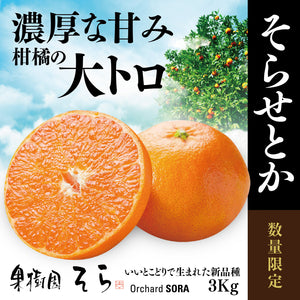 そらせとか 愛媛産みかん/大人の贅沢3kg