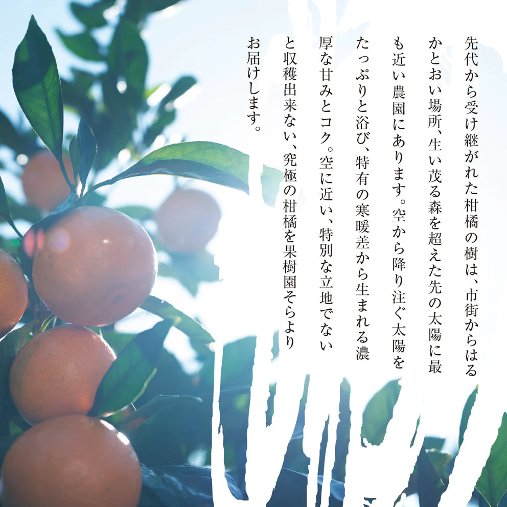 そらみかん 愛媛産/極早生/訳あり 10kg【ご予約2025/9/20~順次発送】