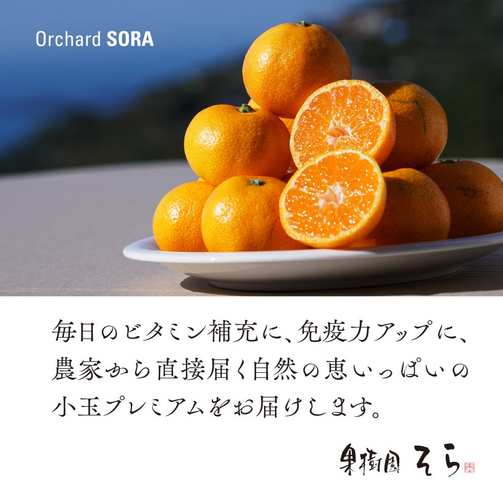 みかん 愛媛産/極上小玉 2.5kg