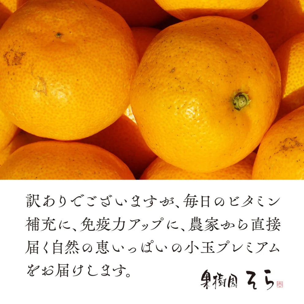 みかん 愛媛産/訳あり小玉 10kg