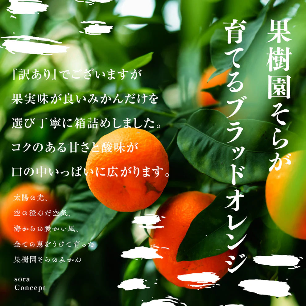 そらブラッドオレンジ【農家直送 /訳あり】3kg