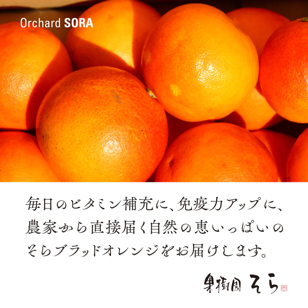 そらブラッドオレンジ【農家直送 /訳あり】3kg