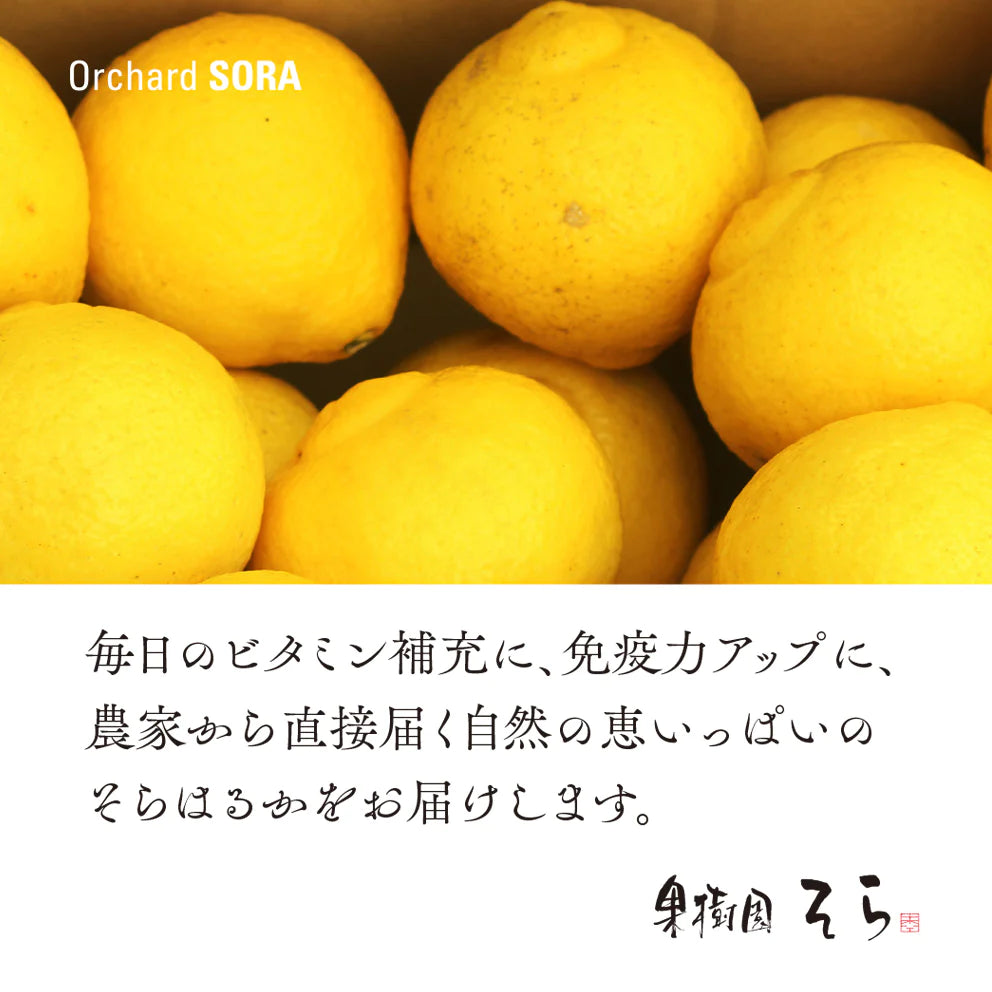 そらはるか【農家直送/訳あり】3.5kg