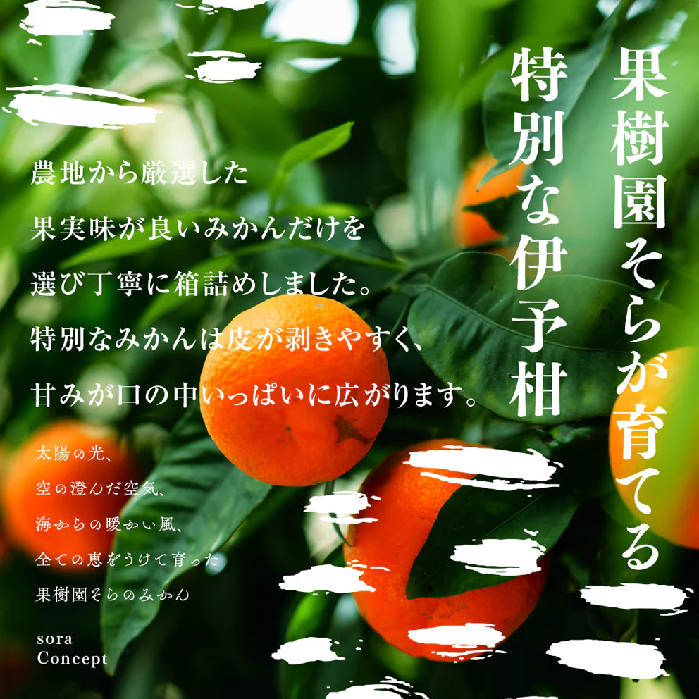 そら伊予柑【農家直送/癒される香り】4kg