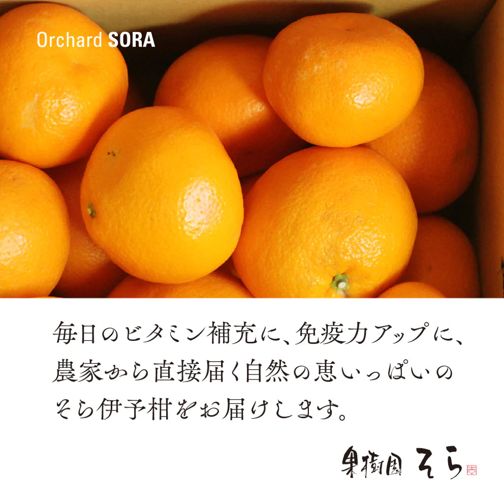 そら伊予柑【農家直送/訳あり】4kg