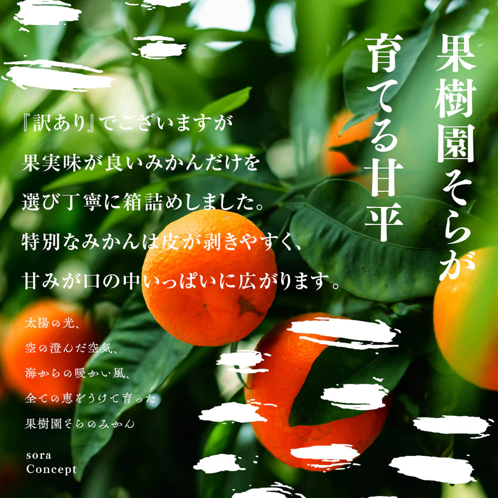 そら甘平 愛媛産みかん/訳あり3kg