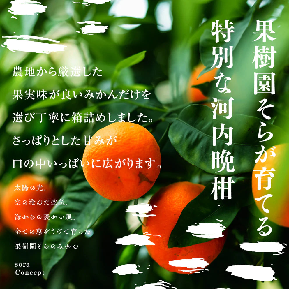 そら河内晩柑【農家直送/さっぱり甘み】4kg