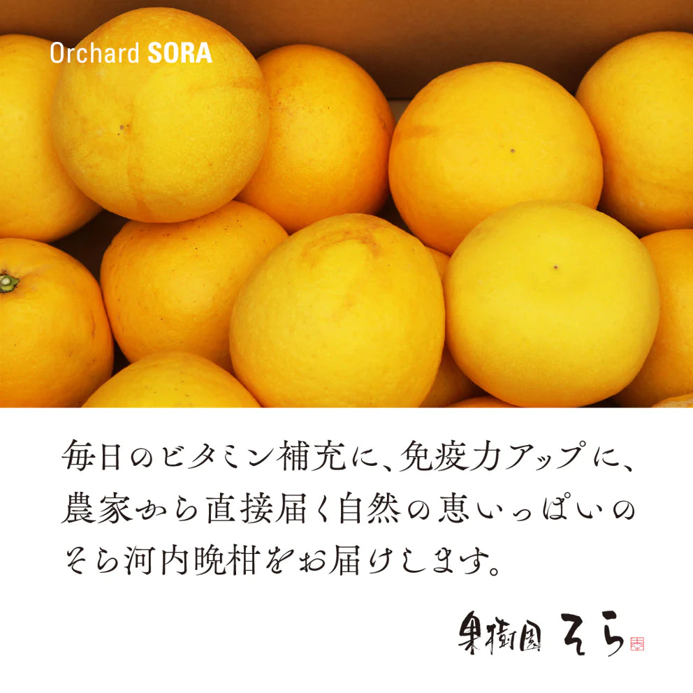 そら河内晩柑【農家直送/さっぱり甘み】4kg