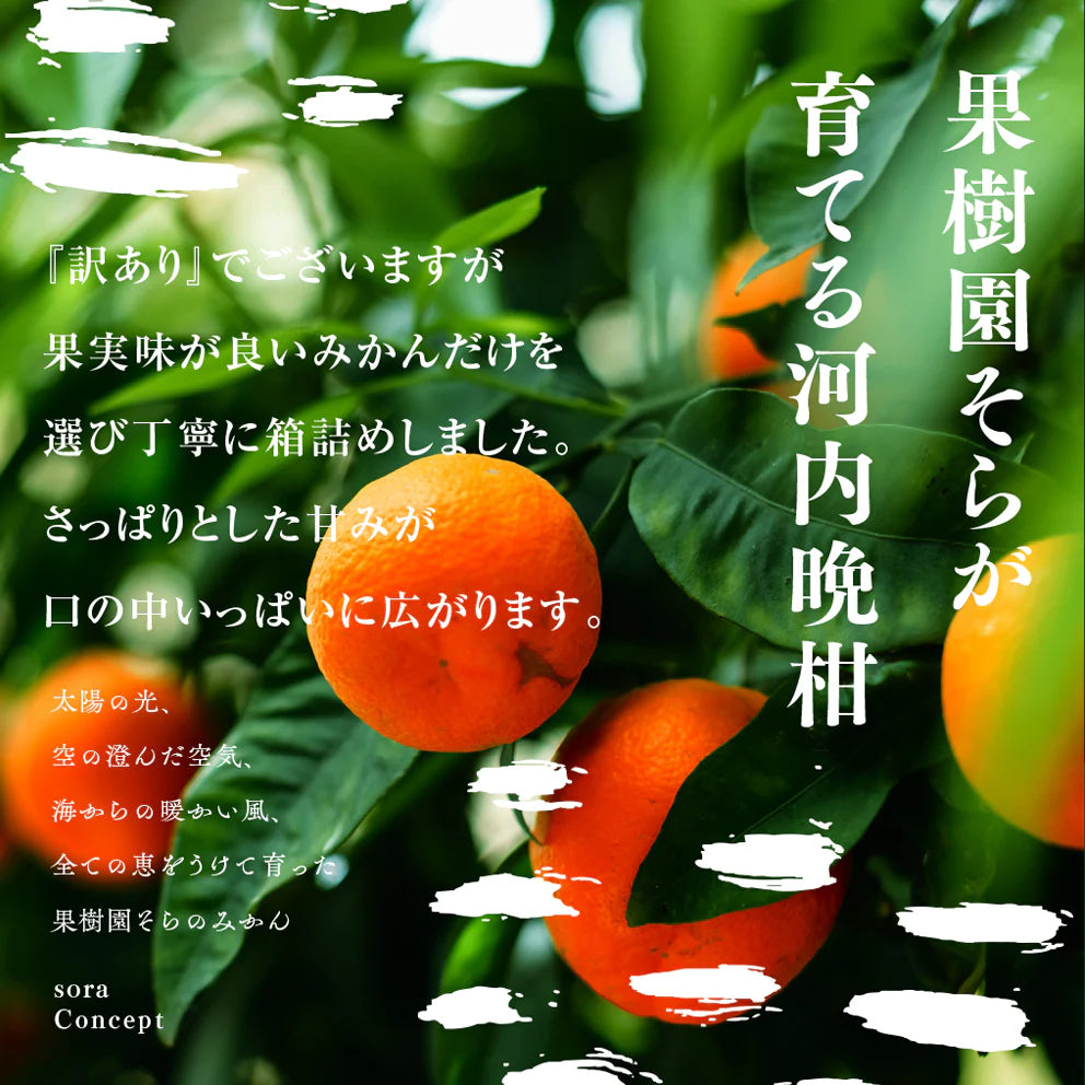 そら河内晩柑【農家直送/訳あり】4kg