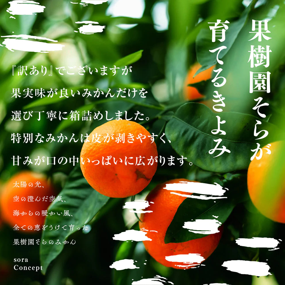 そら清見 【農家直送/訳あり】 4kg