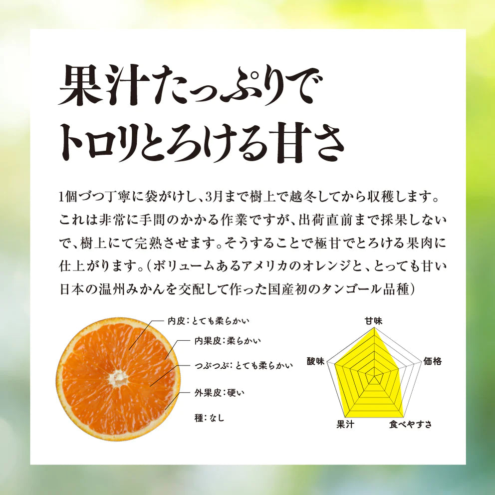 そら清見 【農家直送/訳あり】 4kg