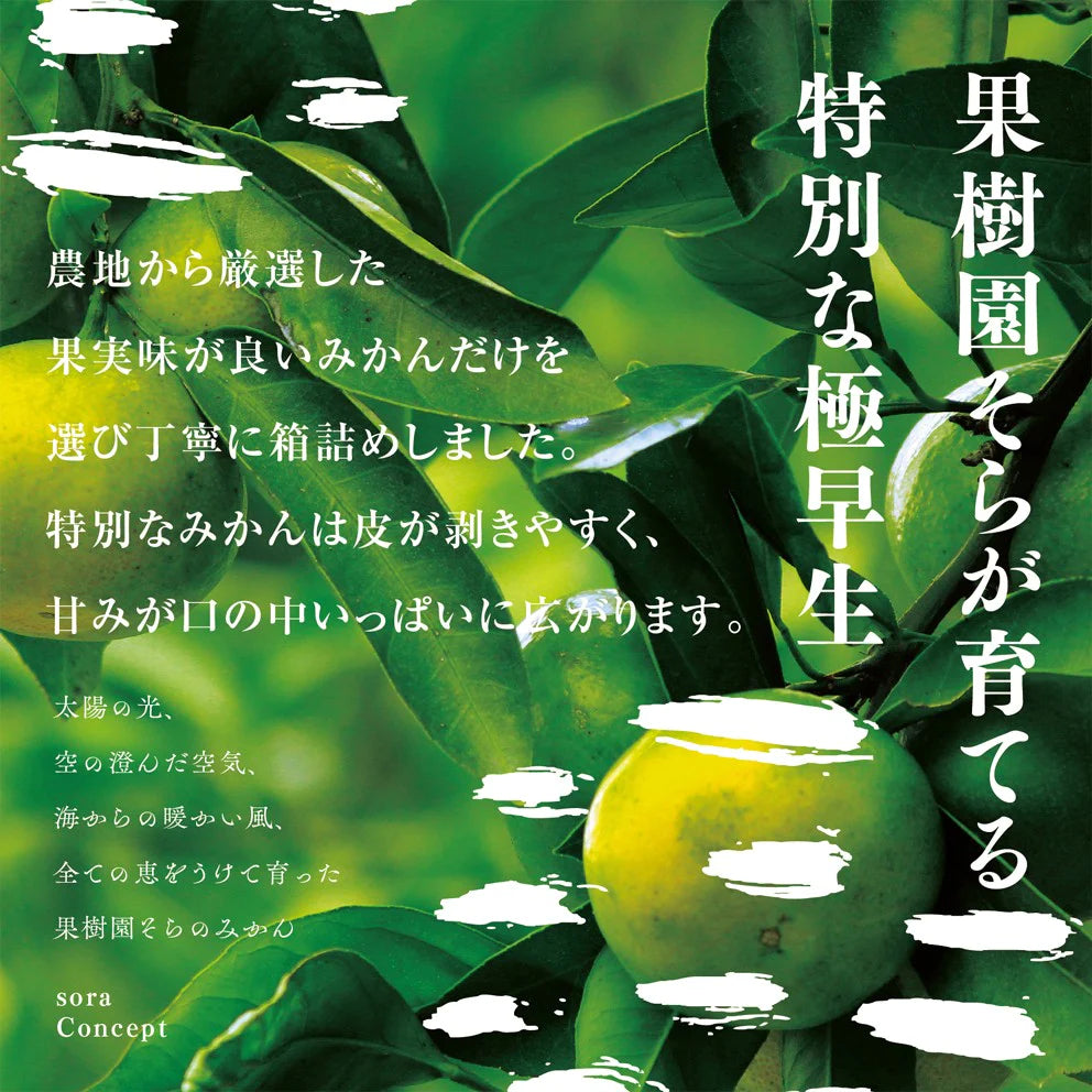 そらみかん 愛媛産/極早生 5kg【ご予約2024/9/20~順次発送】