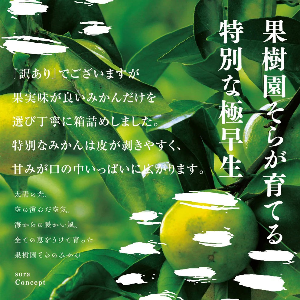そらみかん 愛媛産/極早生/訳あり 10kg【ご予約2025/9/20~順次発送】