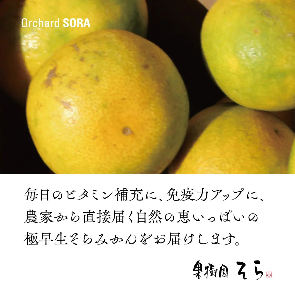 そらみかん 愛媛産/極早生/訳あり 10kg【ご予約2025/9/20~順次発送】