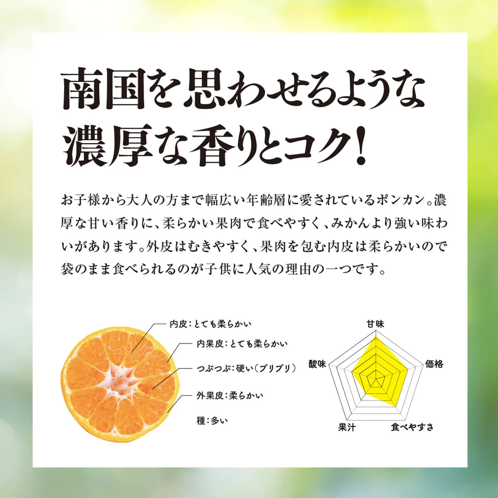 そらポンカン 【農家直送/みかんより濃く甘い】 4kg