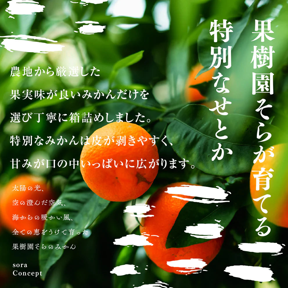 そらせとか 愛媛産みかん/大人の贅沢3kg