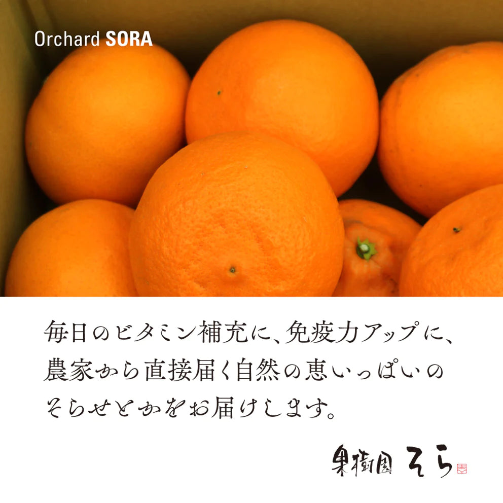 そらせとか 愛媛産みかん/大人の贅沢3kg