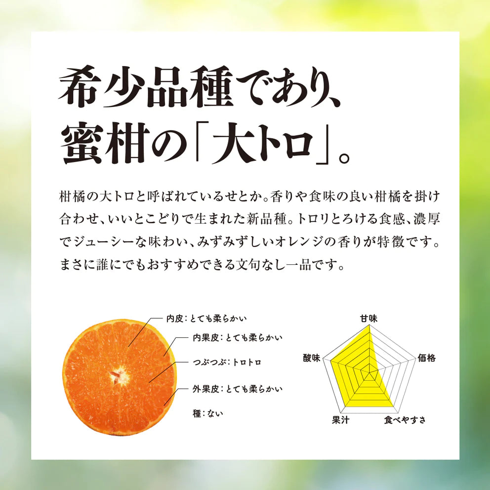 そらせとか 愛媛産みかん/大人の贅沢3kg