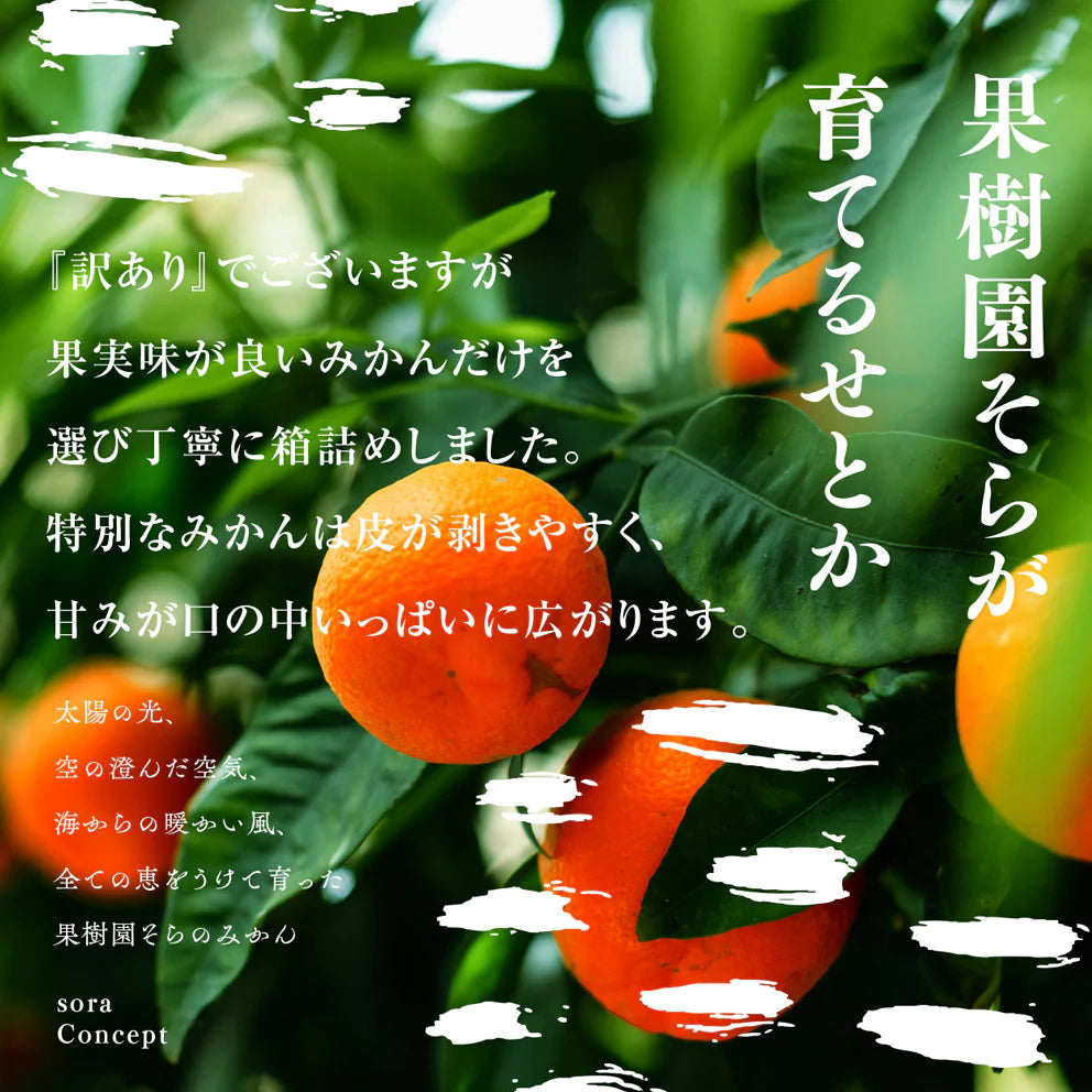 そらせとか 愛媛産みかん/訳あり3kg