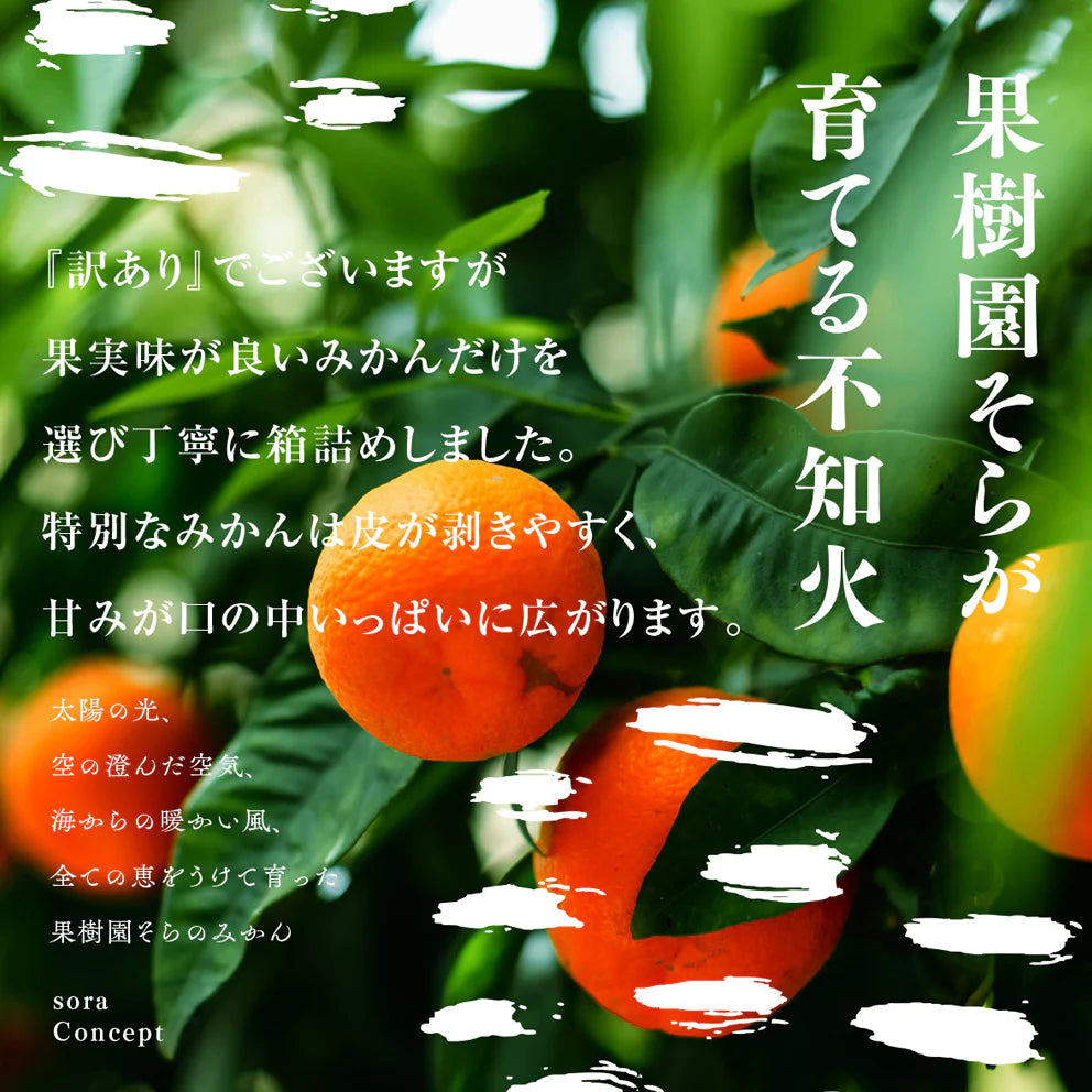 そらデコ 【愛媛産みかん/訳あり不知火】 4kg